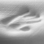 Oreiller Cervical Anti-Torticolis ErgoGood